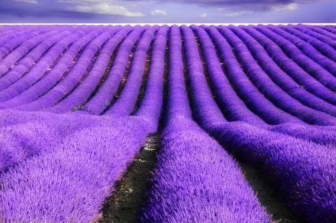 Province-Lavender-Fieldsfghfhfg